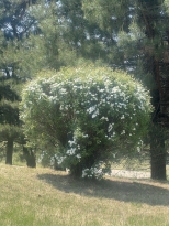 �ü������� �� �� �ְ� �׸����ǵ� ���� Ư��