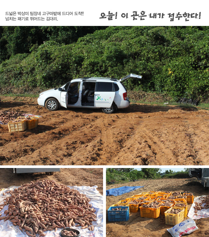 드넓은 박상미 팀장네 고구마밭에 드디어 도착!! 넘치는 패기로 뛰어드는 김대리. 오늘! 이 곳은 내가 접수한다!