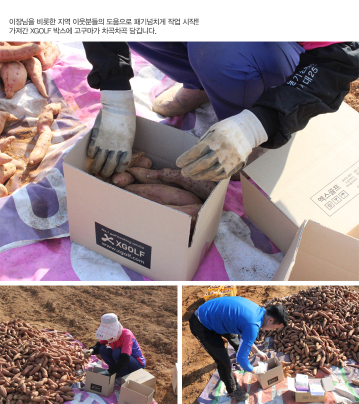 이장님을 비롯한 지역 이웃분들의 도움으로 패기넘치게 작업 시작!! 가져간 XGOLF 박스에 고구마가 차곡차곡 담깁니다.