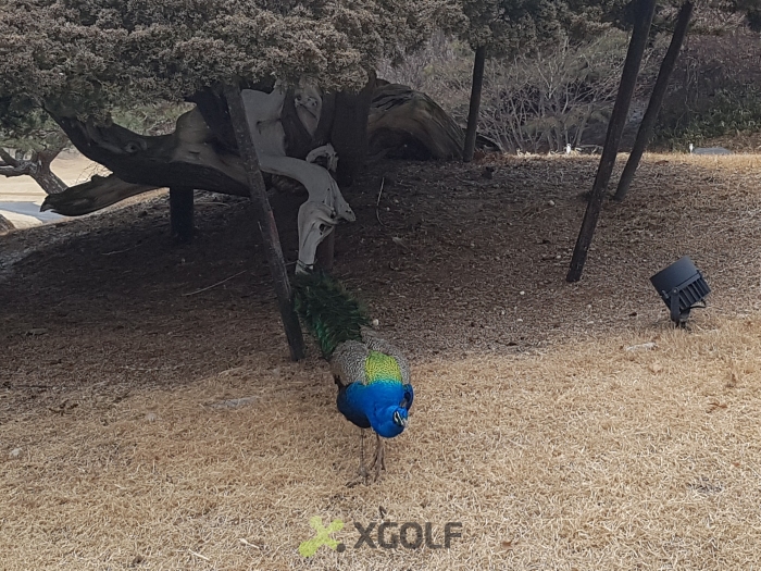[�۷��ν�(P9)] �̿��ı�