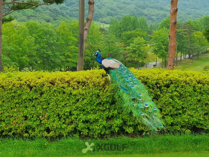[�۷��ν�(P9)] �̿��ı�
