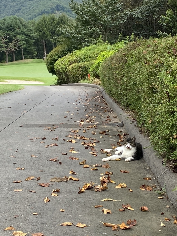 [����] �̿��ı�