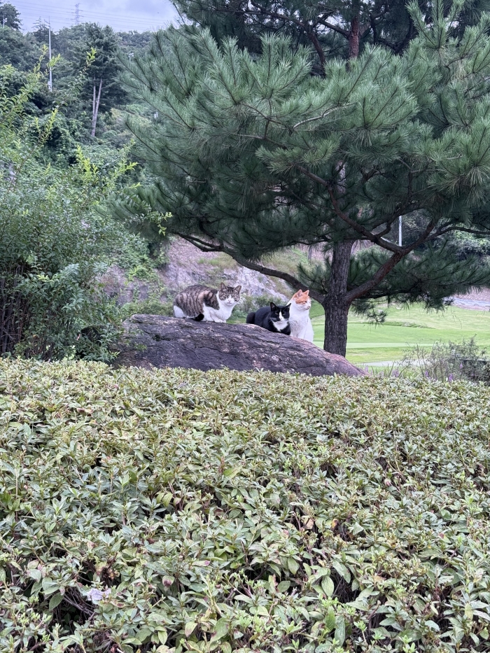 [������Ʈ��] �̿��ı�