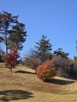 11��17�� �ʰܿ�������  ���ڽ� ����  ��