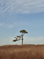 �ſ츸�� �Դϴ�ĳ�� �� ���ְ������� �ְ� �Դϴ�...