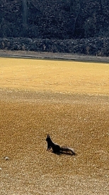 ������ ǳ���� ���� ���ߴٿ�
û���� ��